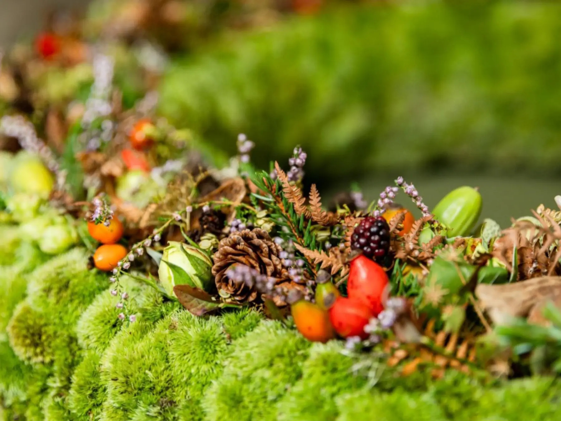 Fotos Website Slider Papilio